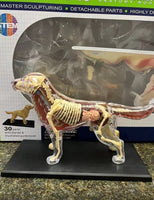 Modelo Anatomico 4D perro
