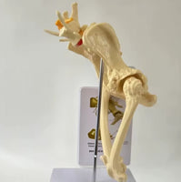 Modelo cadera de perro canino VMZ
