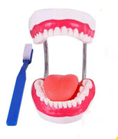 Modelo de demostración dental de dientes gigantes con cepillo
