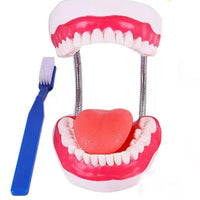 Modelo de demostración dental de dientes gigantes con cepillo