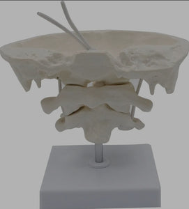 Modelo anatomico hueso occipital desmontable