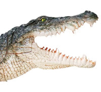 Modelo de lagarto cocodrilo o gecko MVZ

