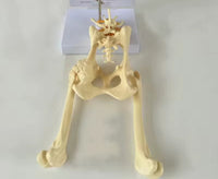Modelo cadera de perro canino VMZ
