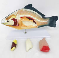 Modelo Anatómico de Pez Desmontable MVZ
