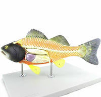 Modelo Anatómico de Pez Desmontable MVZ
