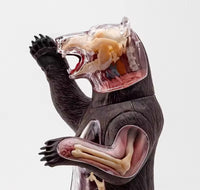 Modelo Oso polar negro MVZ
