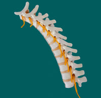 Simulador cirugias de Ligamentos Ortopedia Trauma
