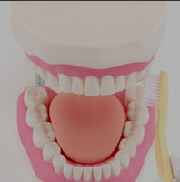 Modelo de demostración dental de dientes gigantes con cepillo
