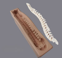 Simulador cirugias de Ligamentos Ortopedia Trauma
