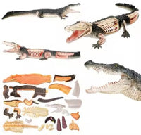 Modelo de lagarto cocodrilo o gecko MVZ
