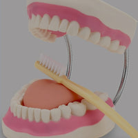 Modelo de demostración dental de dientes gigantes con cepillo