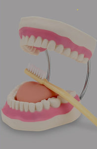 Modelo de demostración dental de dientes gigantes con cepillo