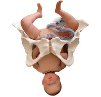 Anatomía de la Pelvis con cordón Umbilical del feto y placenta
