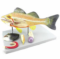 Modelo Anatómico de Pez Desmontable MVZ
