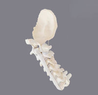 Simulador cirugias de Ligamentos Ortopedia Trauma
