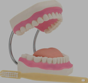 Modelo de demostración dental de dientes gigantes con cepillo