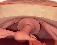 Modelo de examen ginecologico
