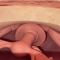 Modelo de examen ginecologico