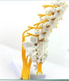 Modelo de vértebra lumbar,(nervio ciático)