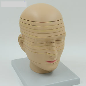 Modelo anatómico de de cabeza en capas