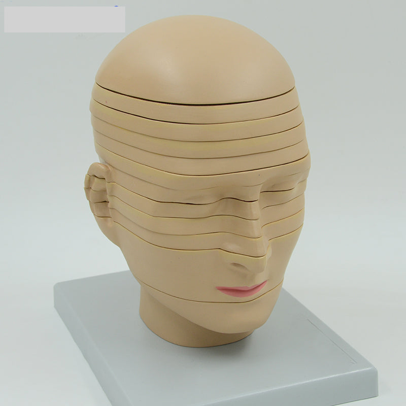 Modelo anatómico de de cabeza en capas