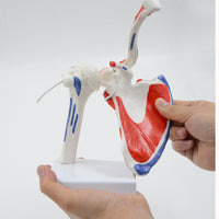 Modelo de articulación de hombro humano Flexible y desmontable.