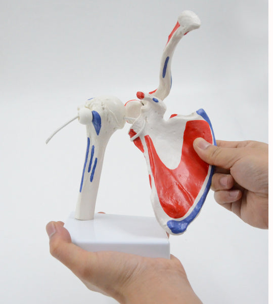 Modelo de articulación de hombro humano Flexible y desmontable.