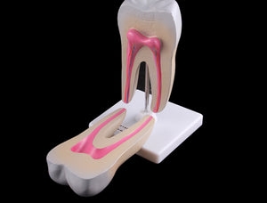 Estructura de molar humana saludable