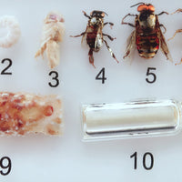 Proceso de desarrollo de abeja