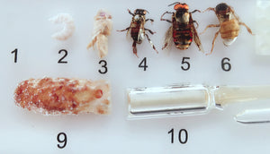 Proceso de desarrollo de abeja