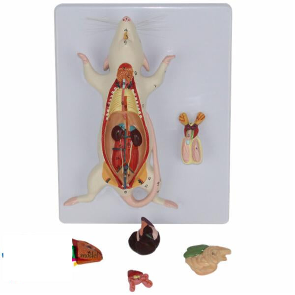 Modelo anatómico de ratón grande en piezas