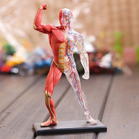 Modelo Anatomia Humana muscular y circulatorio con transparencias en 4D