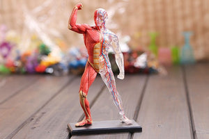 Modelo Anatomia Humana muscular y circulatorio con transparencias en 4D