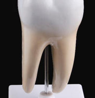 Estructura de molar humana saludable
