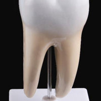 Estructura de molar humana saludable