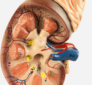 Modelo de glándula suprarrenal, sistema urinario, riñón humano, modelo anatómico