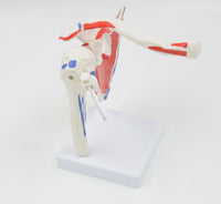 Modelo de articulación de hombro humano Flexible y desmontable.
