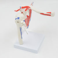 Modelo de articulación de hombro humano Flexible y desmontable.