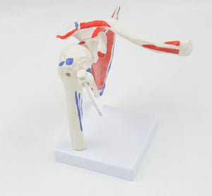 Modelo de articulación de hombro humano Flexible y desmontable.