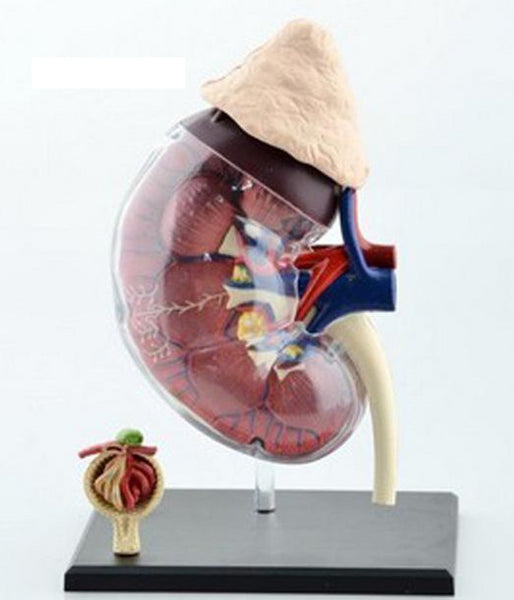 Modelo de riñón humano 4D