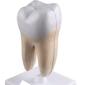 Estructura de molar humana saludable