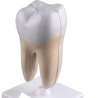 Estructura de molar humana saludable