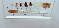 Proceso de desarrollo de abeja
