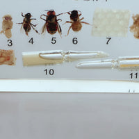 Proceso de desarrollo de abeja