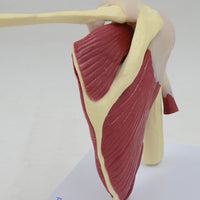 Modelo de articulación de hombro y rodilla con musculo