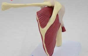 Modelo de articulación de hombro y rodilla con musculo