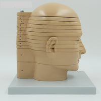 Modelo anatómico de de cabeza en capas
