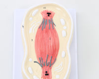 Modelo cromosoma división mitosis celular
