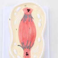 Modelo cromosoma división mitosis celular