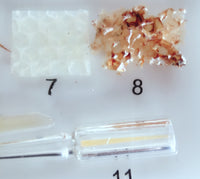 Proceso de desarrollo de abeja
